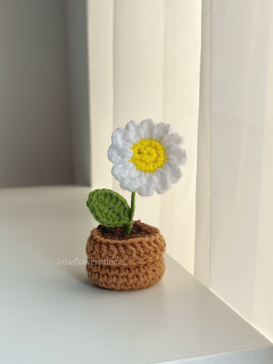 P03 - White Daisy Mini Potted