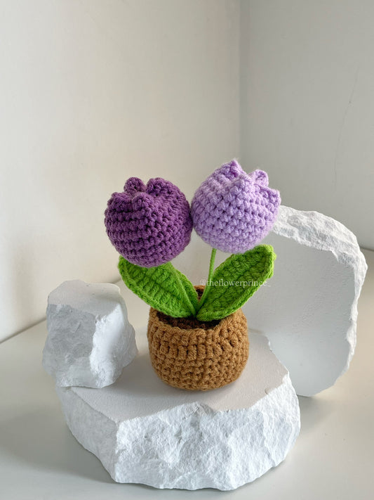 P07 - Purple Tulip Mini Potted