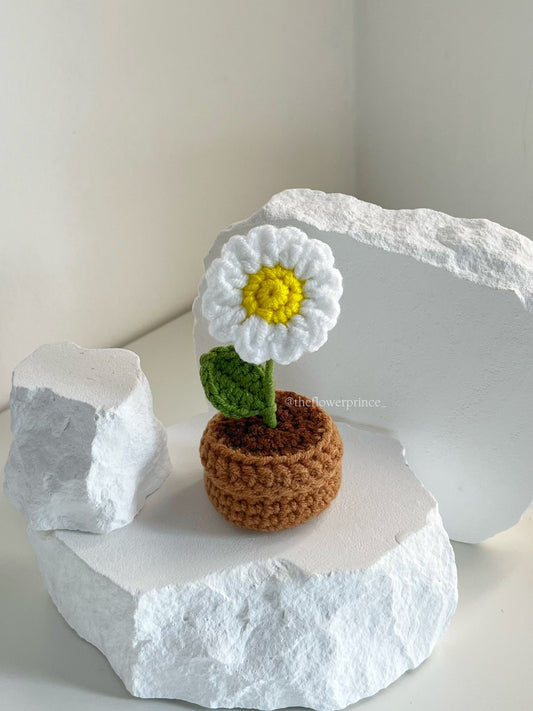 P03 - White Daisy Mini Potted